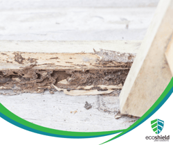 Termite Wood Damage
