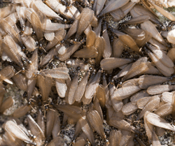 Termites with Wings