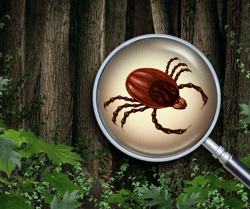 Tick Habitat