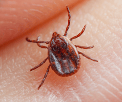Tick on Skin