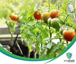 Tomatoes