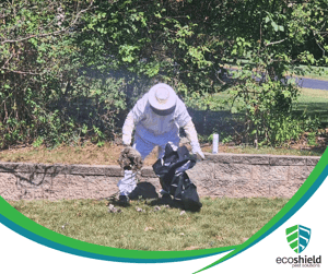EcoShield Technician Removing Wasp Nest in Full Wasp Suit