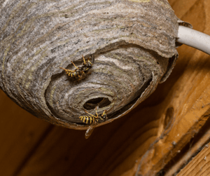 Wasp Nest Under Deck and Built Around a Utility Pipe