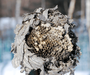 Abandoned Paper Wasp Nest in Winter