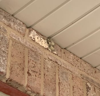 Wasp Nest on Brick House