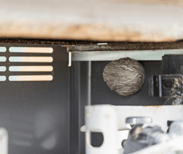 Wasp Nest under Grill