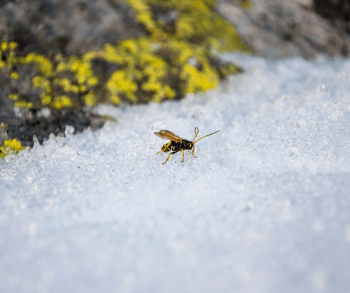 Wasp on the Ground in Snow