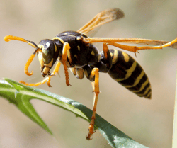 Wasp on Plant