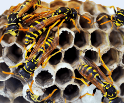 Wasps in Nest