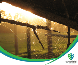 Web in Sunrise