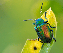 Wet Japanese Beetle