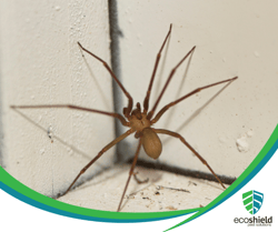 Winter Spider Blog1