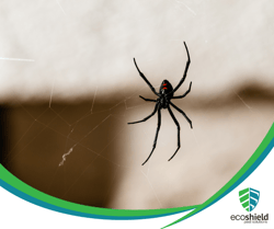 Winter Spider Blog2