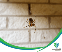 Winter Spider Blog3