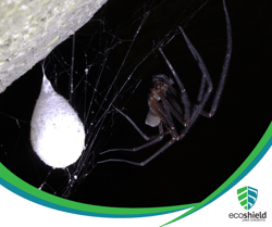Winter Spider Blog4