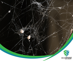 Winter Spider Blog7