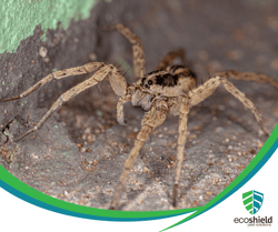 Wolf Spider Eyes