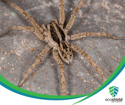 Wolf Spider2