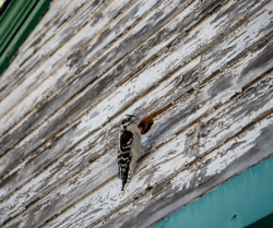 Woodpecker on House