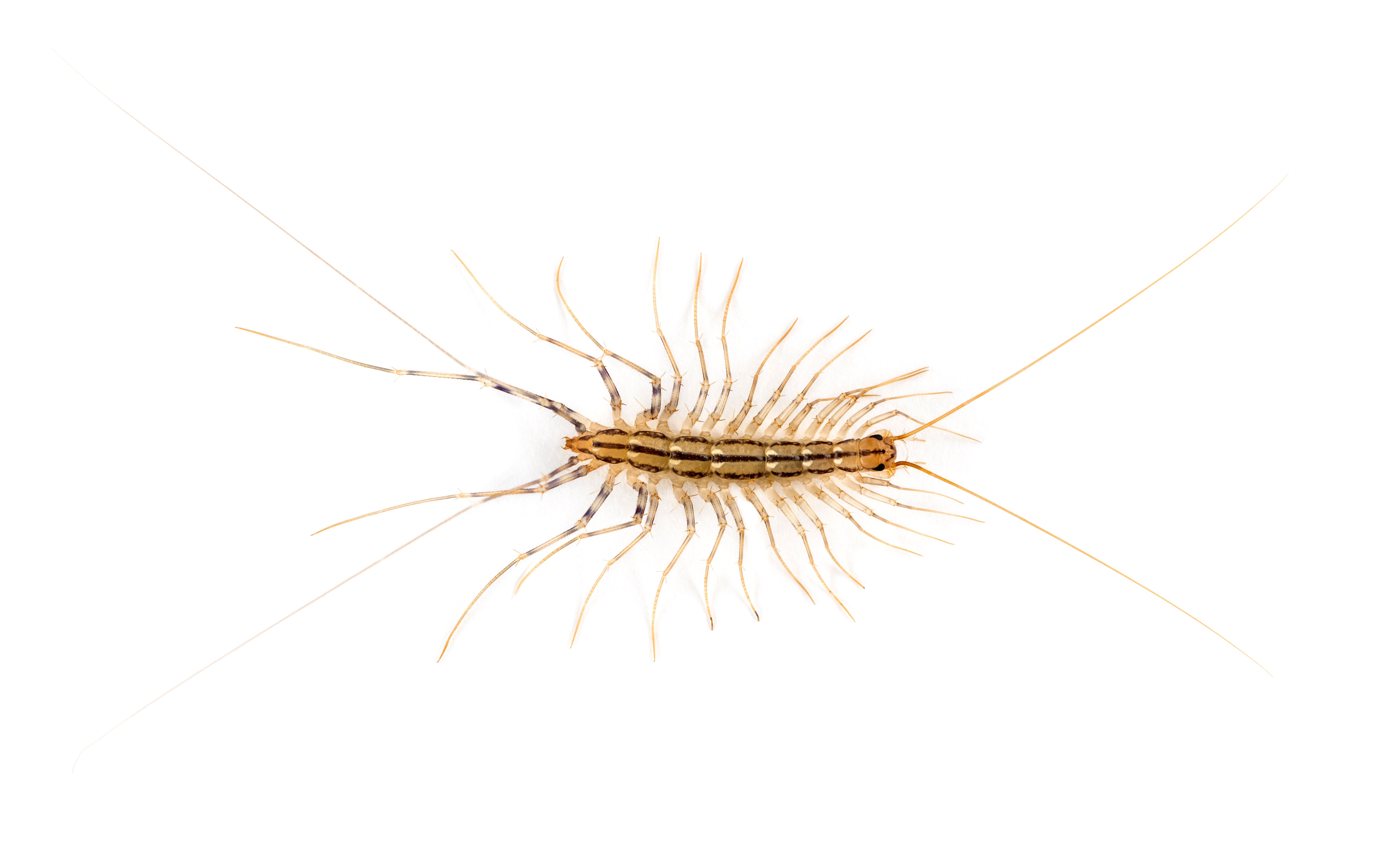 Yellow House Centipede on White Background
