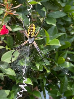 Yellow Orb Weaver Spider