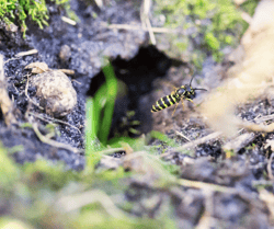 Yellowjacket Nest in Ground