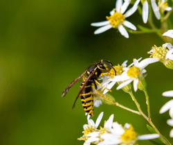 Yellowjacket on Flower