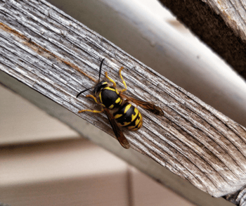 Yellowjacket on Wood Railing on House