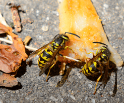 Yellowjackets Eating Fruit
