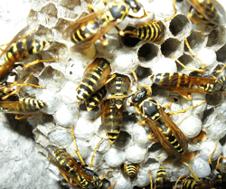 Yellowjackets on Nest