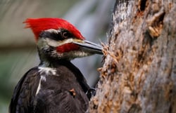 a-pileated-woodpecker-in-florida-2022-05-26-22-42-43-utc