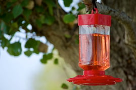 a-red-hummingbird-feeder-with-sugar-water-hung-in-2021-08-29-20-00-25-utc