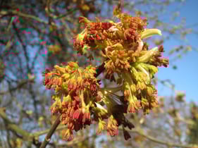 acer-negundo-ga776295bd_1920