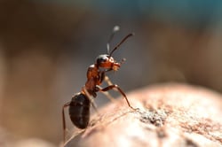 ant-got-out-for-a-walk-camponotus-ligniperdus-ma-2022-10-31-21-36-46-utc