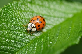 asian-ladybug-g3e5879717_1920