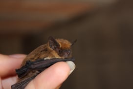 baby-bat-2022-02-06-21-40-32-utc