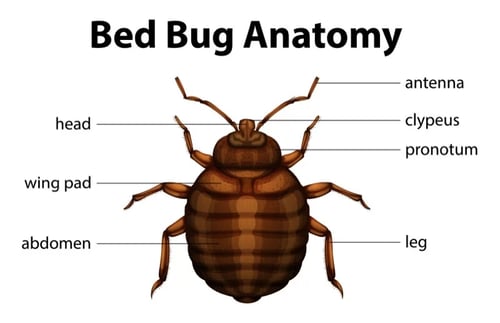 bed bug anatomy
