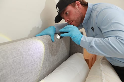 bed bug inspection