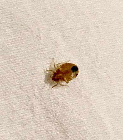 bed-bug-on-a-sheet-2022-06-10-01-09-31-utc