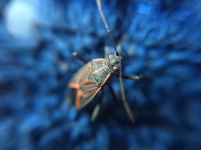 beetle-g27dda4ef1_1920