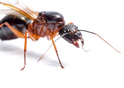 black-carpenter-ant-camponotus-pennsylvanicus-2021-08-26-15-42-36-utc
