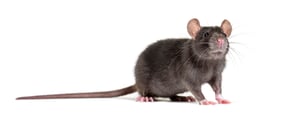 black-rat-rattus-rattus-in-front-of-white-backgr-2022-08-26-14-08-32-utc