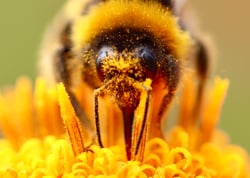 bumblebee-covered-in-yellow-pollen-2022-10-31-21-39-34-utc