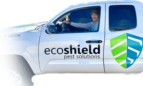 Pest Control | Exterminators | EcoShield Pest Solutions