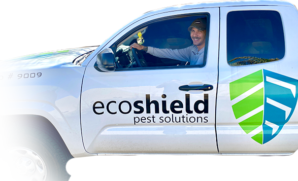 Pest Control | Exterminators | EcoShield Pest Solutions
