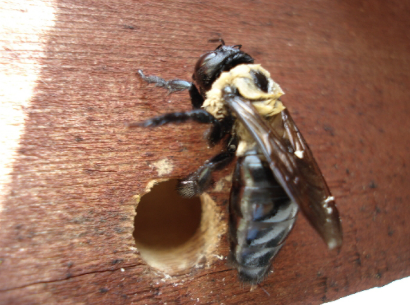 carpenter bee new1