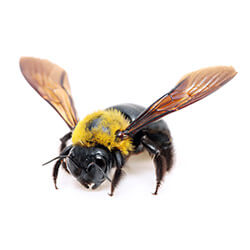 carpenter-bee-250