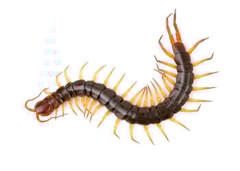 centipede-isolated-on-white-background-2021-08-26-16-22-48-utc