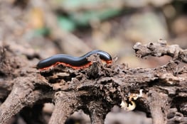 close-millipede-on-branch-2021-08-26-15-55-36-utc