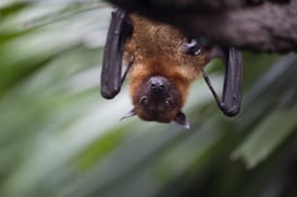 close-up-of-brown-bat-hanging-upside-down-from-a-t-2022-03-04-02-33-29-utc